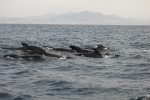 Whale Whatching Tarifa